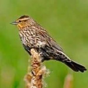 Meet your Posher, Antonio